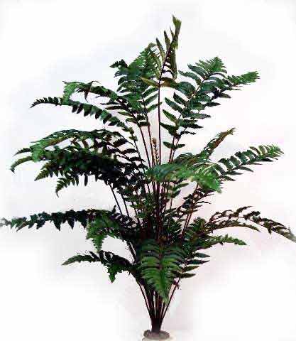Plants